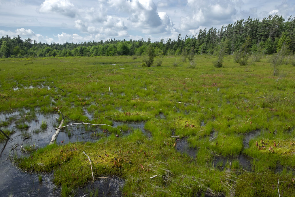Spruce Flats Bog at Forbes State Forest 