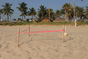 sea turtle nest lauderdale by the sea florida