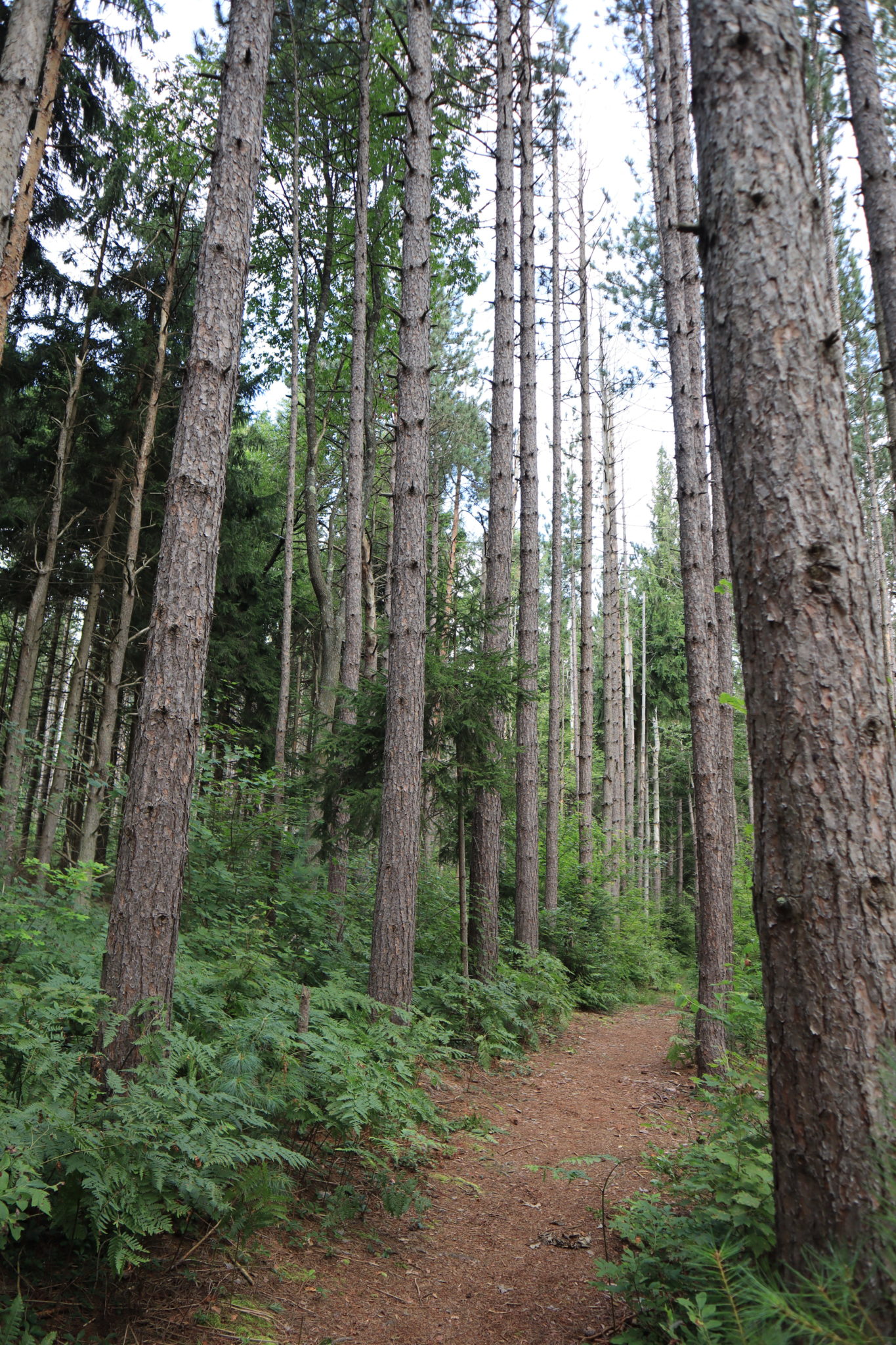 Hiking trail and trees at the Cranesville Swamp near Deep Creek