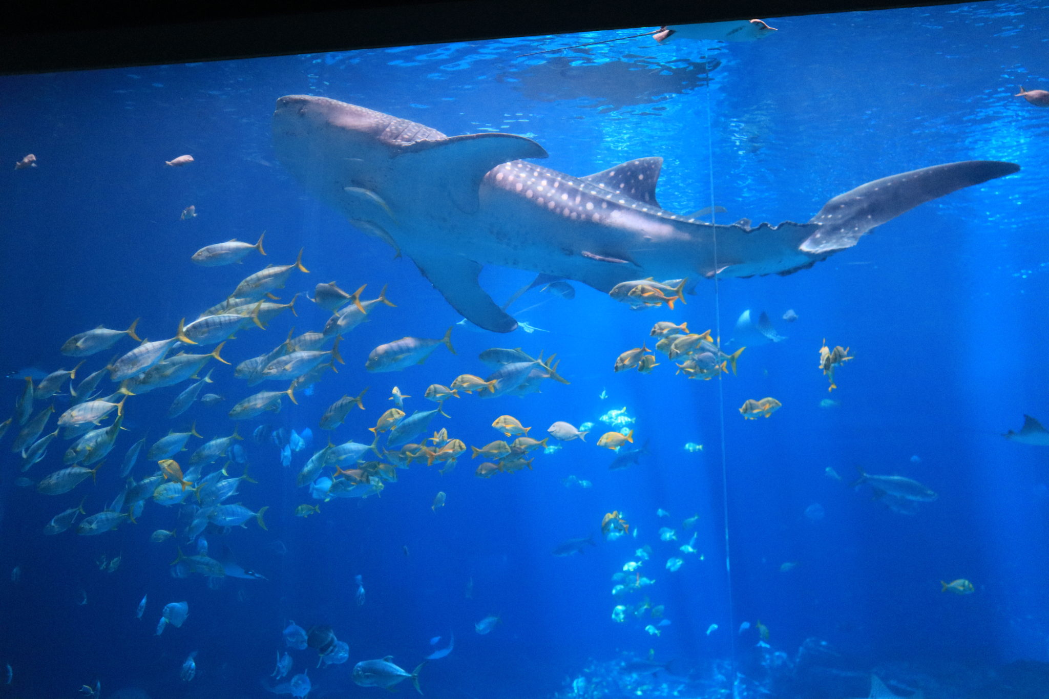 Georgia Aquarium Whale Shark Exhibit