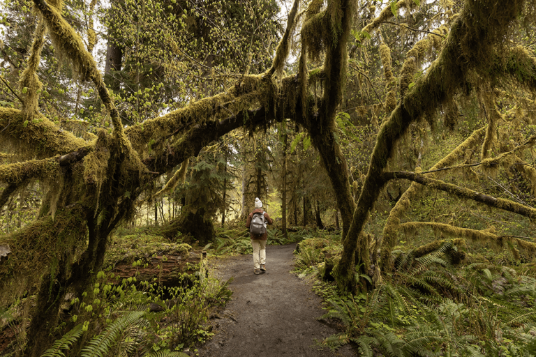 Exploring The Magical Hoh Rain Forest In Olympic National Park exploring-the-magical-hoh-rain-forest-in-olympic-national-park